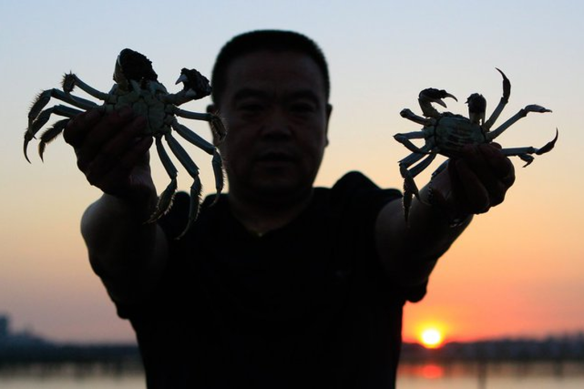 Comienza temporada de cosecha de populares cangrejos en China.
